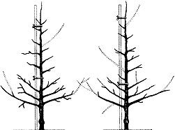 monoklonopear2