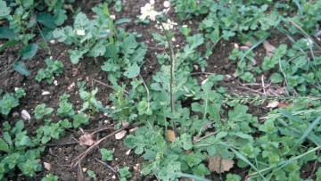 multi weed 1540x866 360x203