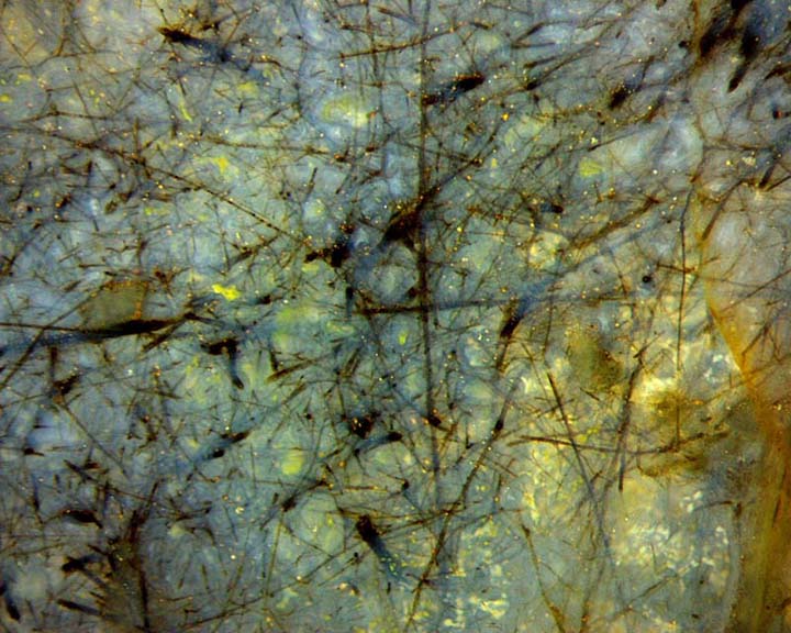 mycoparasitism