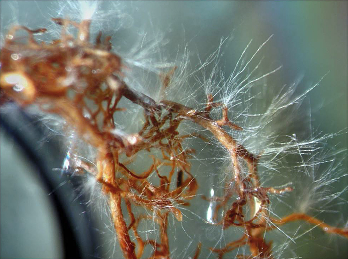 mycorrhiza