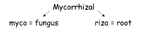 mycorrihizal 2