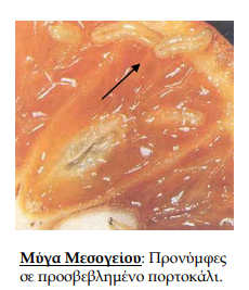 myga mesogeiou