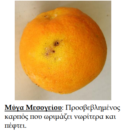 myga mesogeiou