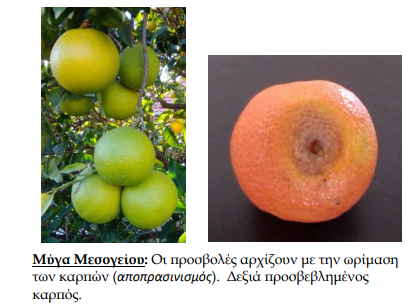 myga mesogeiou