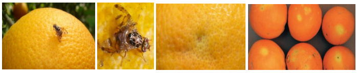 myga mesogeioy