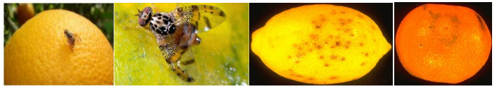 myga mesogeioy
