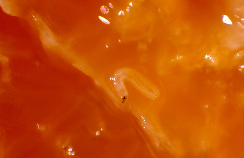 myga mesogeioy2