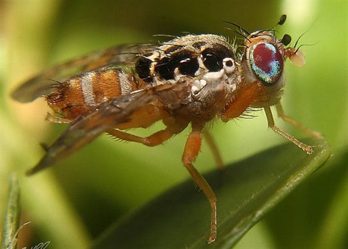myga mesogeioy5