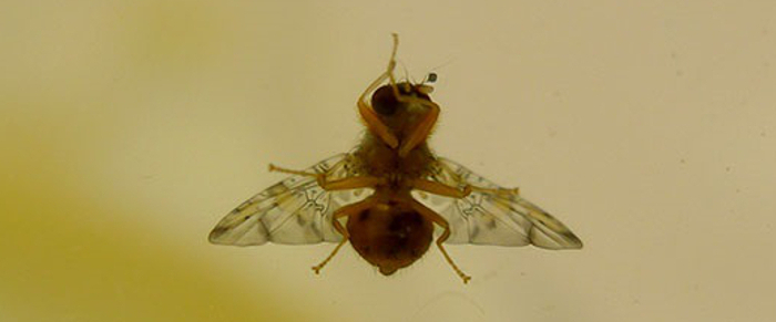 myga mesogeioy cover