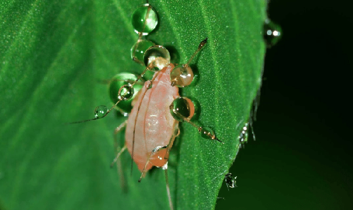 myzus persicae