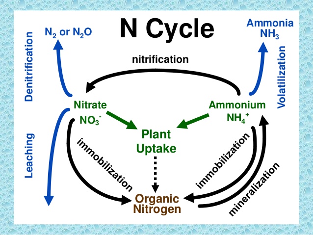 ncycle