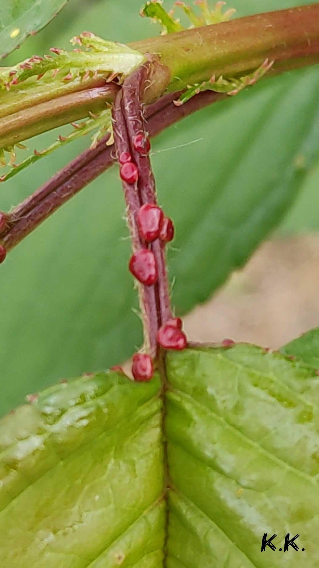 nektarioi adenes 2