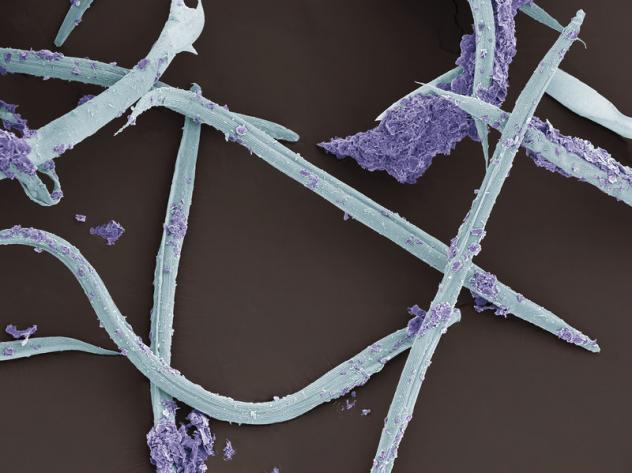 nematode 3
