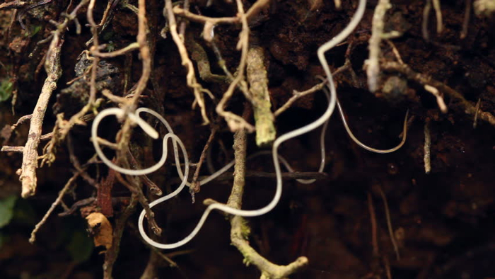 nematodes