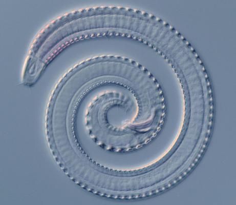nematodes 1