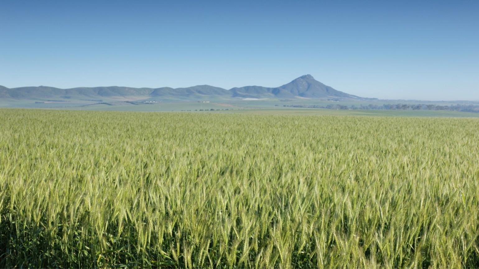 nitrogen status 1540x866 1540x866