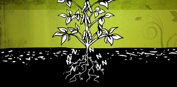 nitrogen fixation