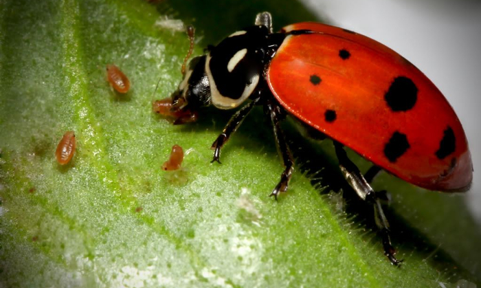 ofelima entoma