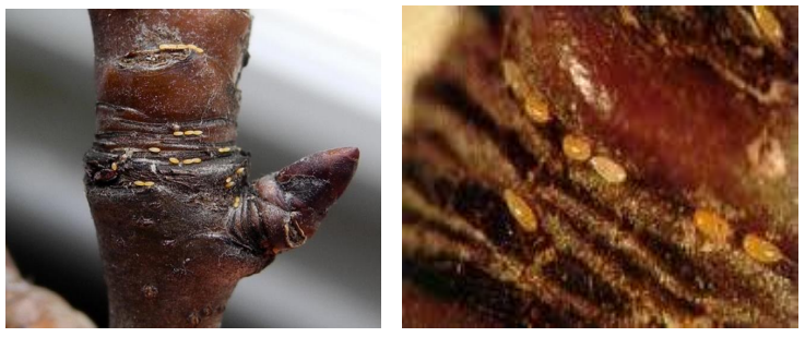 ofthalmoi milia axladia