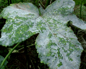 oidium