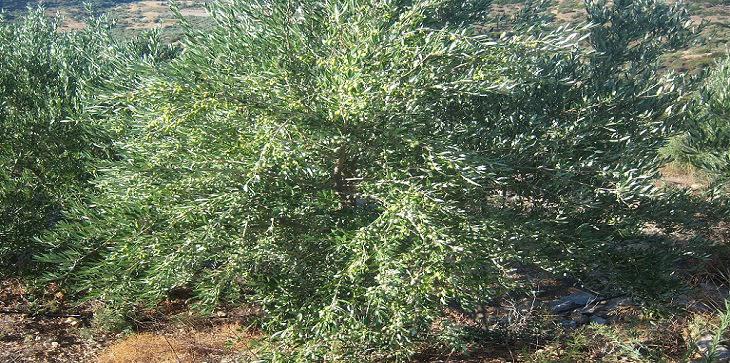 oilve trees 036 Αντίγραφο