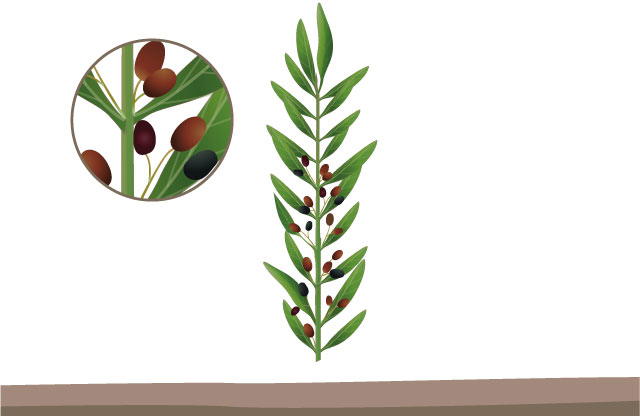 olive info recommend 4