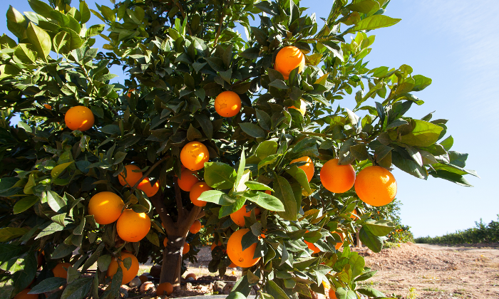 oranges