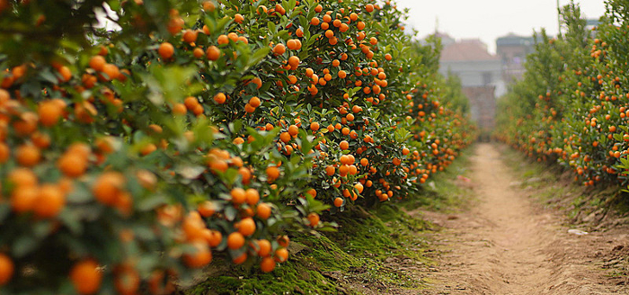 orchard