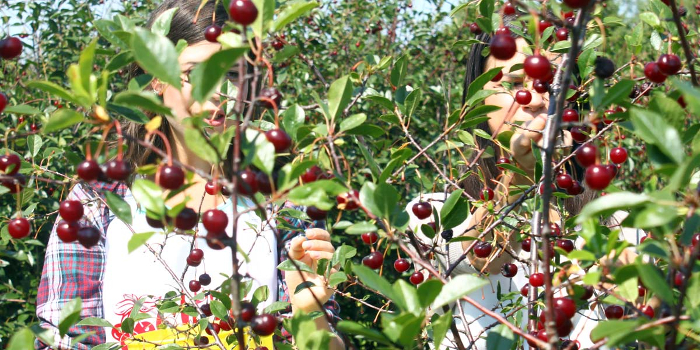 orchard3