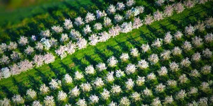 orchard5