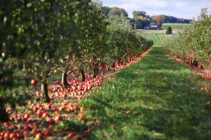 orchard7