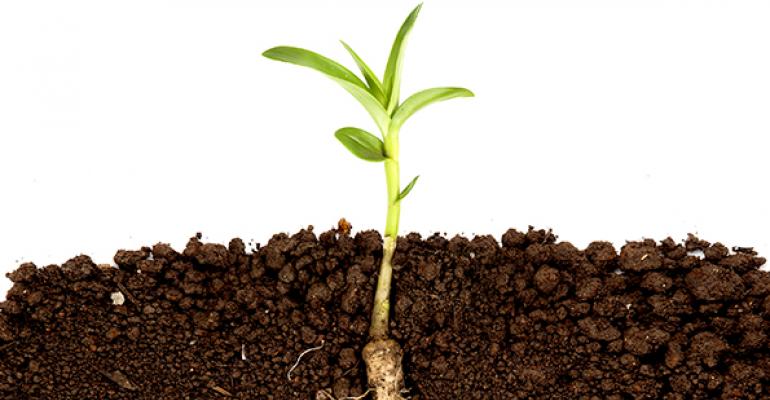 organic soil