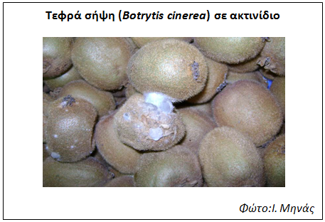 ozon2