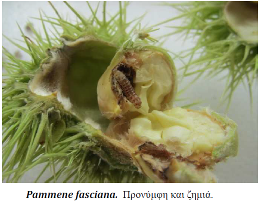 pammene fasciana