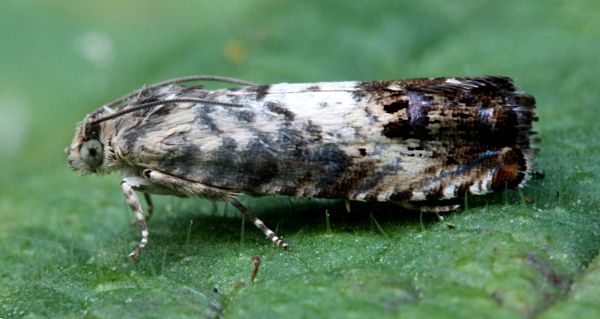 pammene fasciana wink 240708 IMG 0236