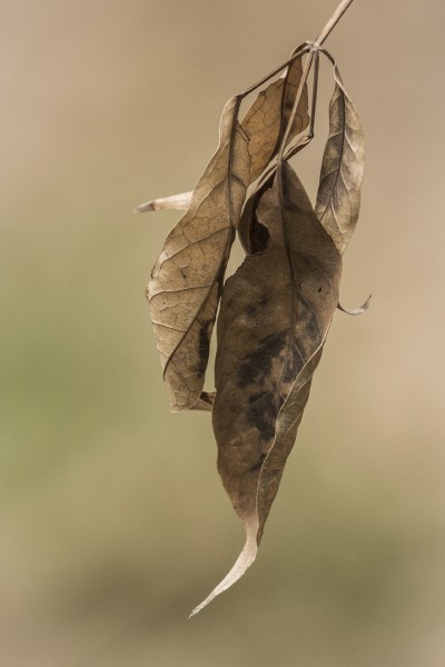 paperyleaf1