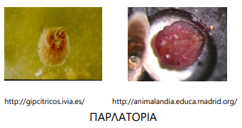 parlatoria
