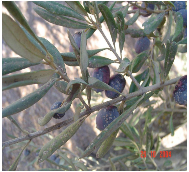 parlatoria elia