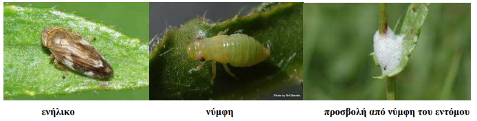 pathogono xyllella fastidiosa
