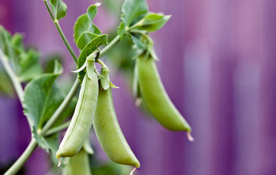 pea1