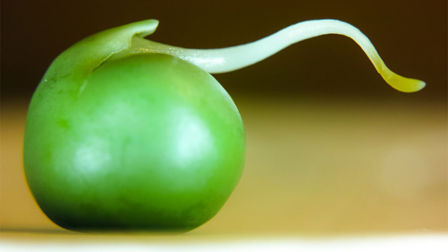 pea3