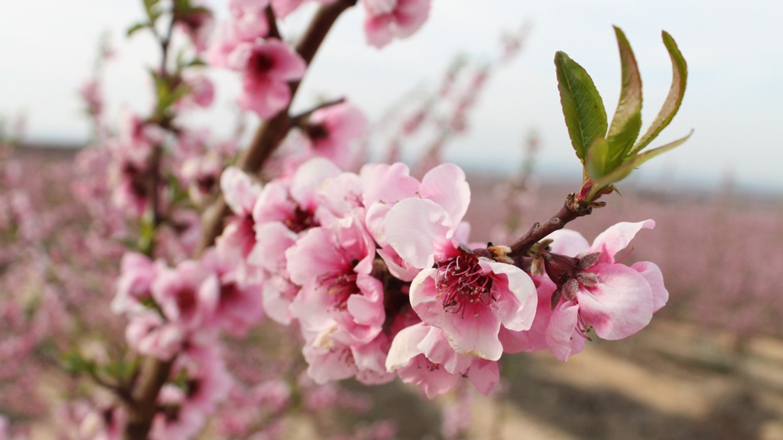 peach photo1 1540x866
