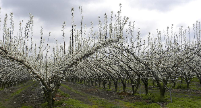 peartree2