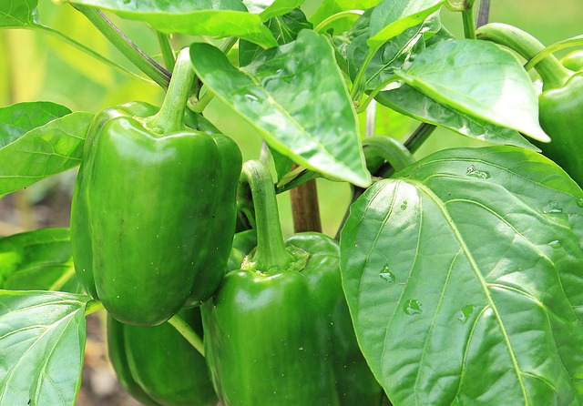 pepper1