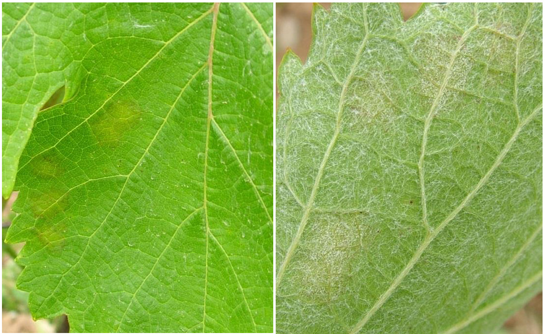 peronosporos