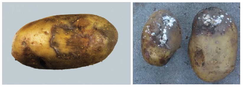 peronosporos 1 2