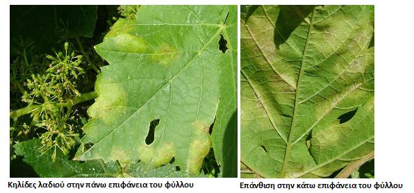 peronosporos all