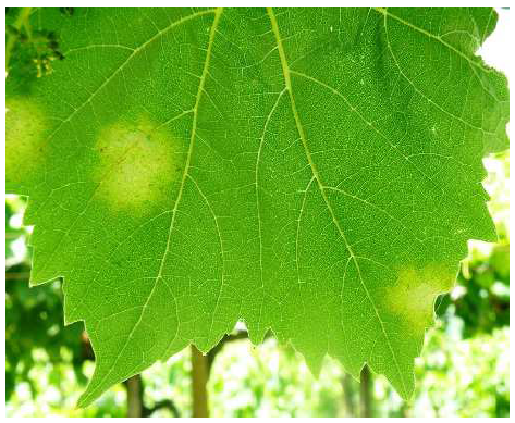 peronosporos ampeli khlides se fyllo
