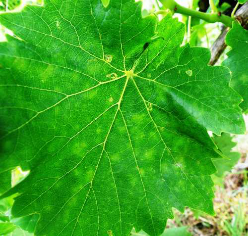 peronosporos ampeli khlides widiou