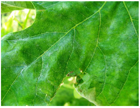 peronosporos ampeli khlides widiou kymmatweidhs paramorfwsh fyllou